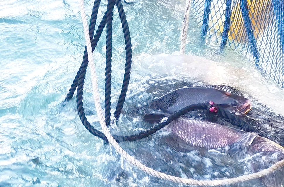 广东台山春节前桂花鱼热销