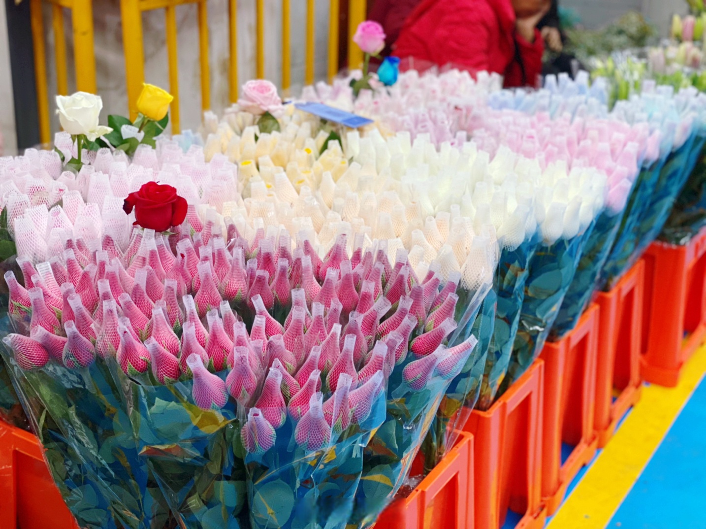 2025年云南鲜切花出口12.2亿元 连续7年全国第一