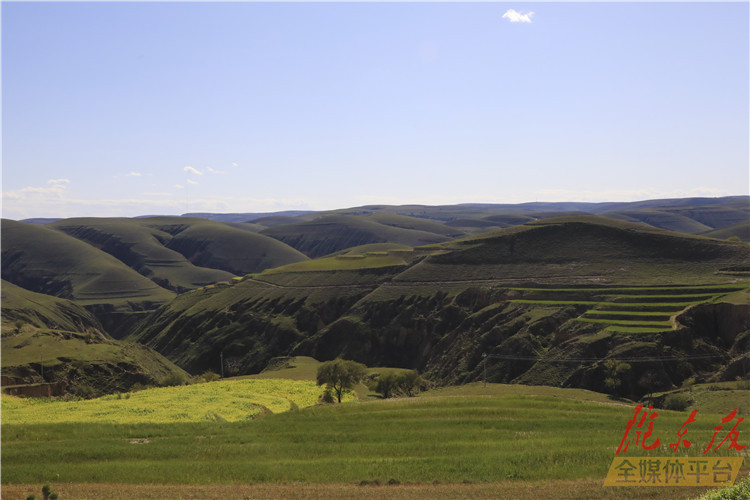 （新春见闻）黄土高原鲜切花热销 海外仓加速筹建