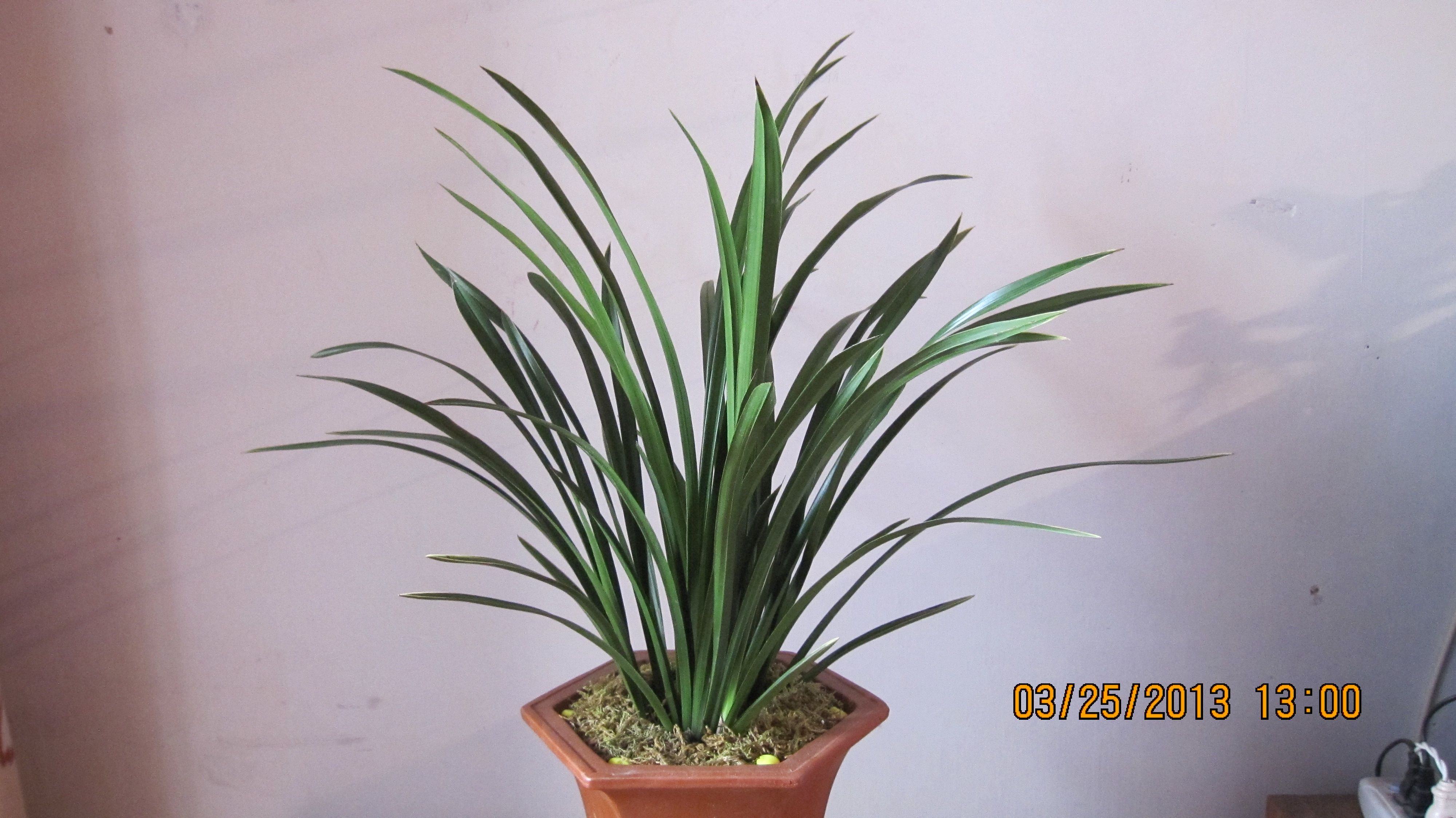 18.6亿富民产业！云南鹤庆兰博会邀兰友赏千种兰花