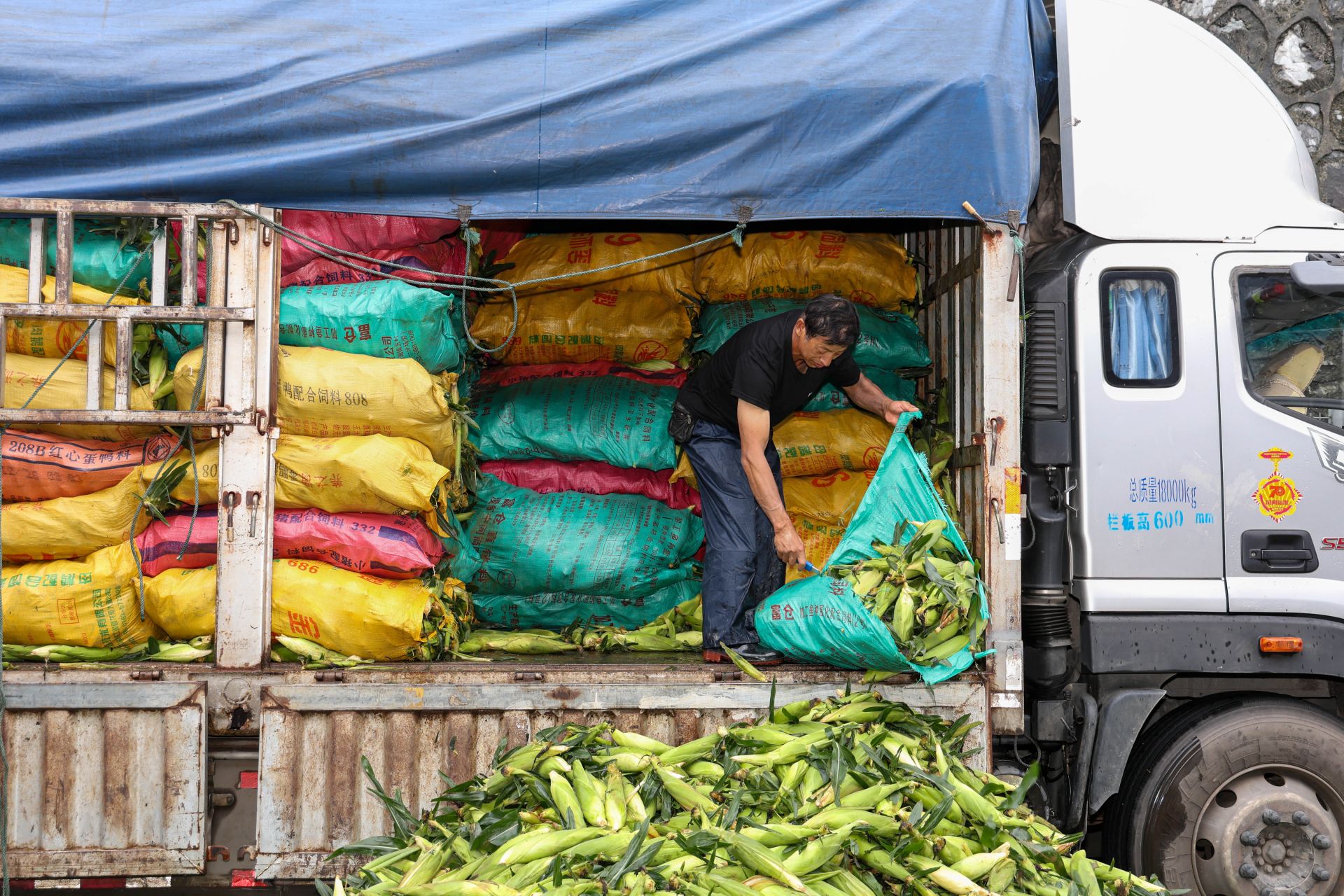 实探深圳“菜篮子”：春节前夕，农批市场货足价稳丨新春走基层