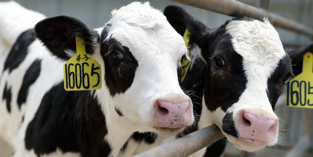 盈利减少1.19亿，创始人柴琇出局：“奶酪第一股”妙可蓝多怎么了？