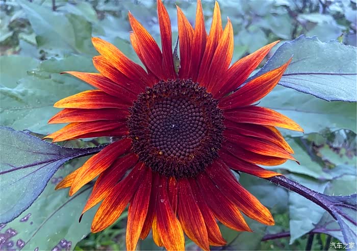 向日葵陷“多事之秋”：重组因误导性陈述“食恶果”，跨界折戟又遇业绩困局