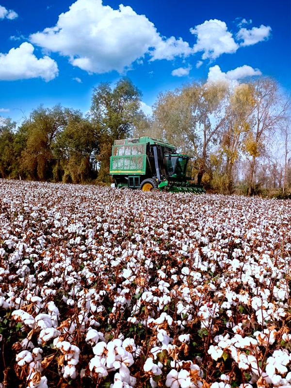 两会｜新疆农商银行郑育峰：关注种业和棉花产业发展，助力农业现代化