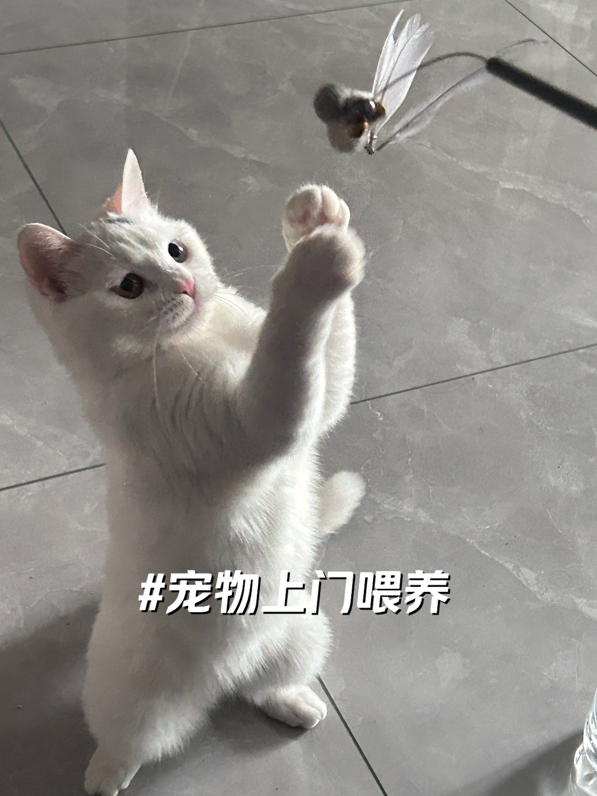 完善宠物服务保障，促进宠物消费生态健康发展