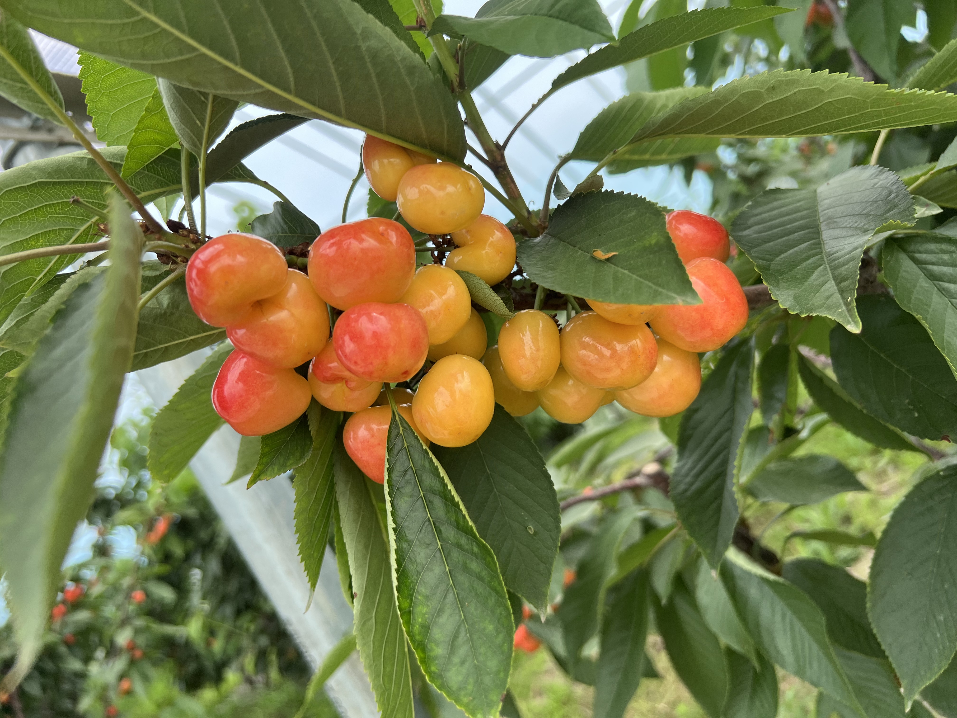 （乡村行・看振兴）福建古田：“赏花经济”赋能乡村绿色发展