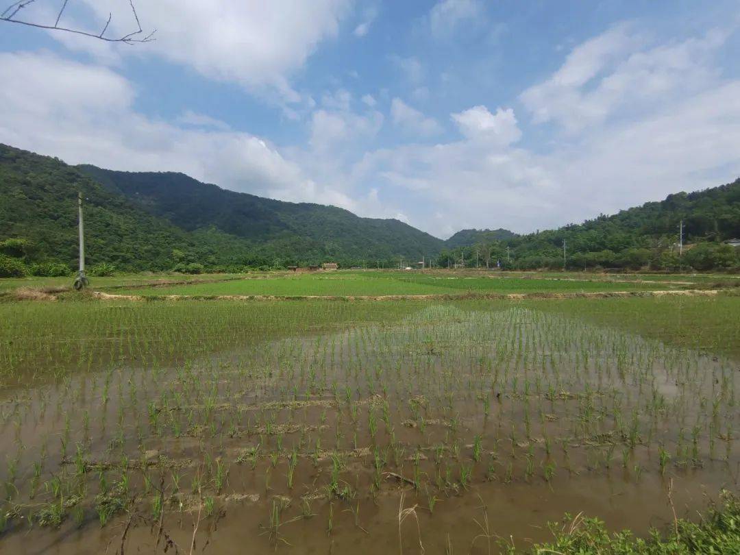 （走进中国乡村）秧苗住上“电梯房” 科技助力湖南小镇守粮仓