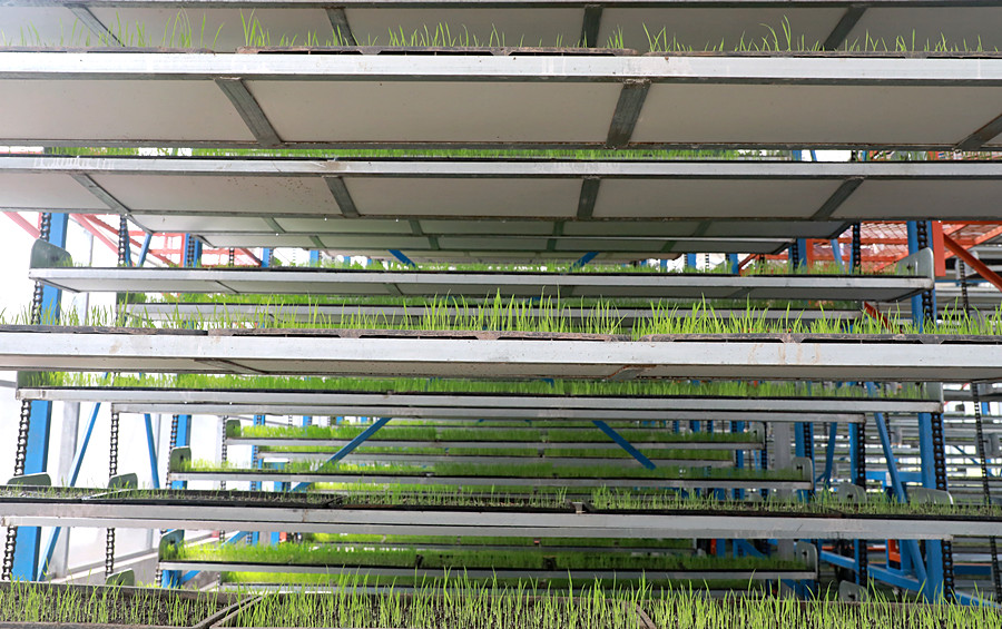 （走进中国乡村）秧苗住上“电梯房” 科技助力湖南小镇守粮仓