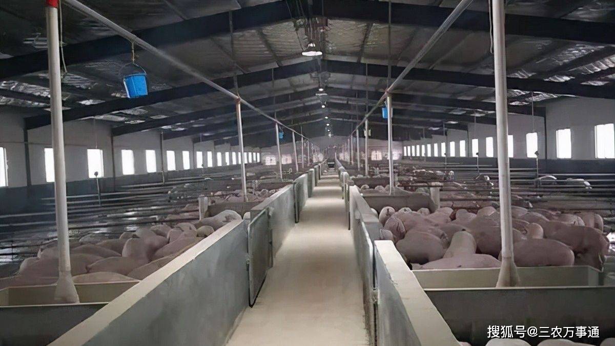 天邦食品股价“过山车”背后：业绩预亏与重整失败风险高悬
