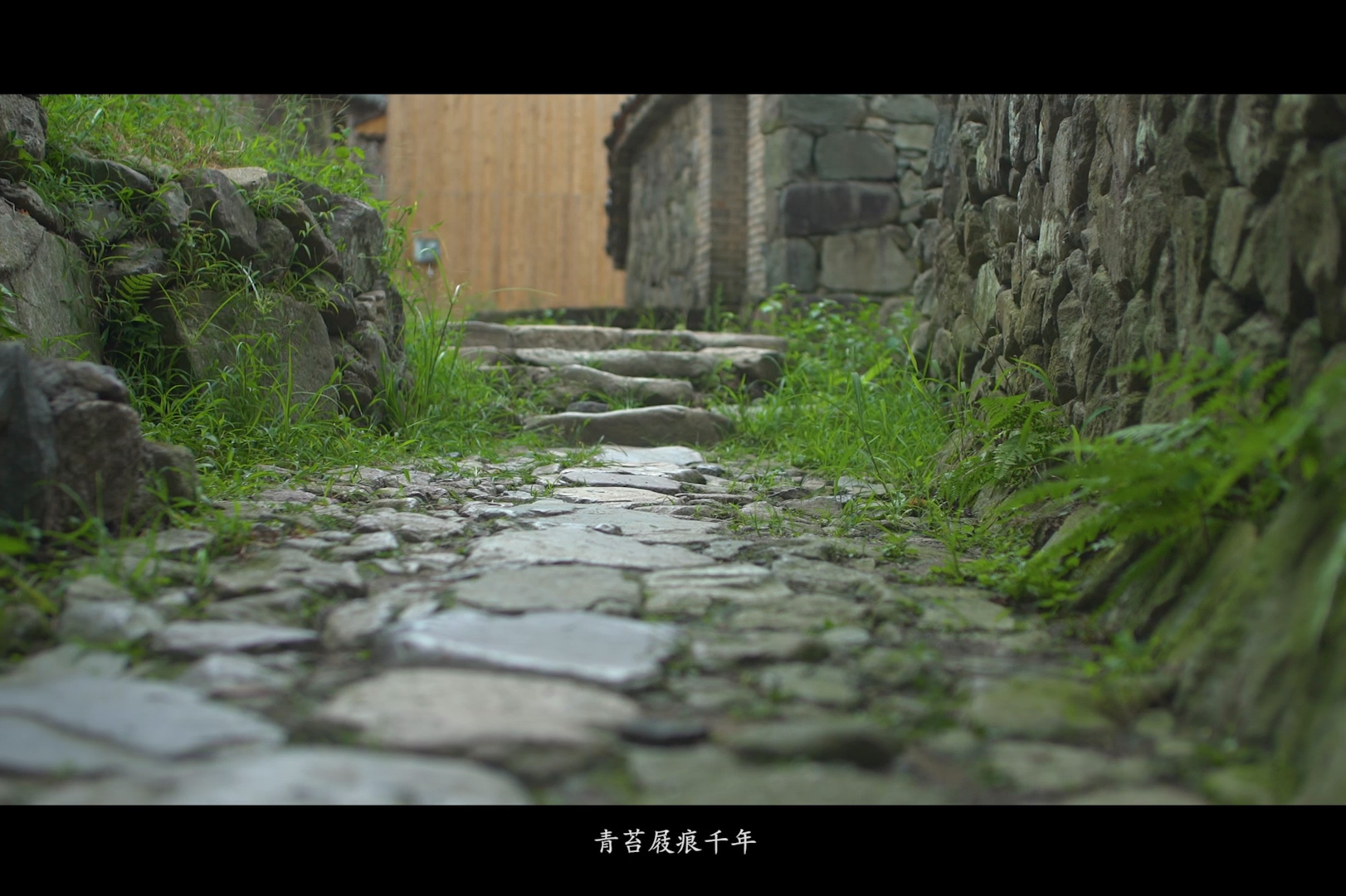（走进中国乡村）浙江“宠物友好村”：不拼文艺拼“萌宠”